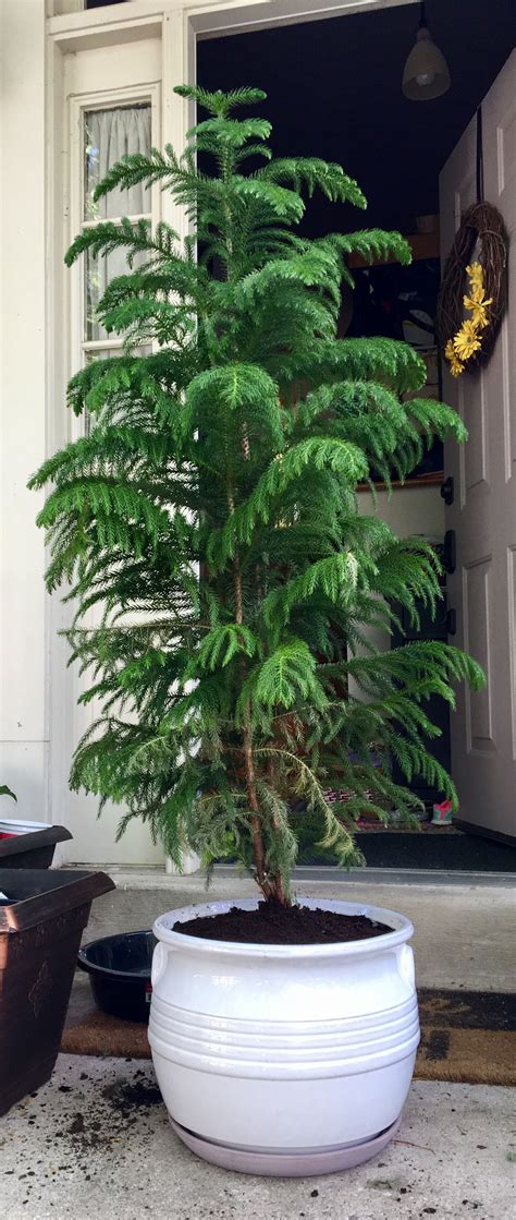 Norfolk Island Pine Houseplant Care 331900 How To Care For Norfolk