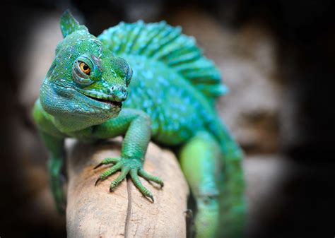 2560x1600 2560x1600 Brazilian Green Lizard Coolwallpapersme