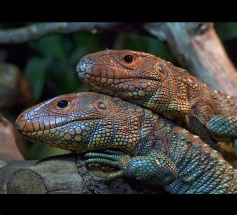Caiman Lizard Couple This Picture Is Available On Getty Im Flickr
