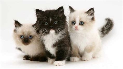 12 Most Popular Cat Breeds For Cat Lovers Page 3 Entirely Health