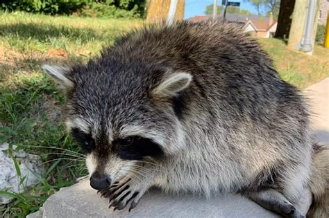 How To Be Careful Of Sick Raccoons Sos Wildlife