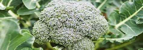 Growing Broccoli From Seed To Harvest Complete With Photos Northwest