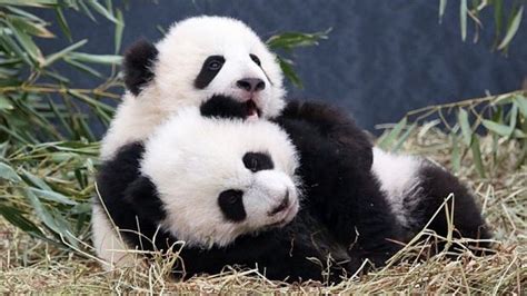 Cuddly Diplomacy Canadas New Panda Cubs Renew The Politics Of