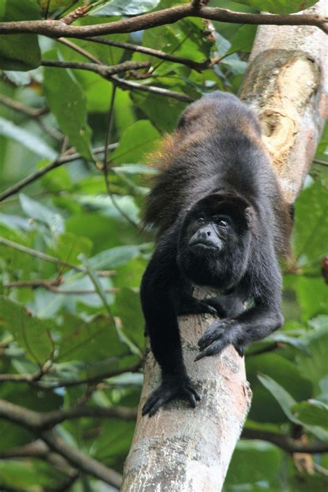 Alouatta Palliata Mantled Howler Monkey Nono Congo O Aullador Parque