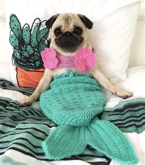 Merpug Slobber Siren Of The Sea Cute Pug Puppies Pug Puppy Dogs And