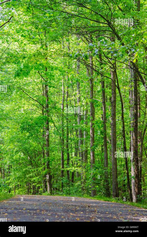 Road Path Amidst Forest Stock Photo Alamy