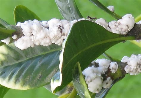 New citrus trees will need protection from frost in the cooler climates, established trees will survive a few frosts but not when they are young. Factsheet: Soft wax scale - Ceroplastes destructor