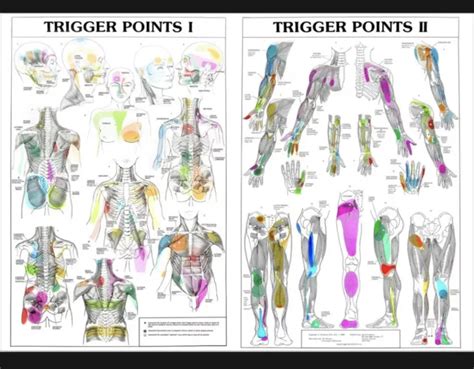 Trigger Points 1and2 Anatomical Diagram Guide Chart Anatomy Print Premium