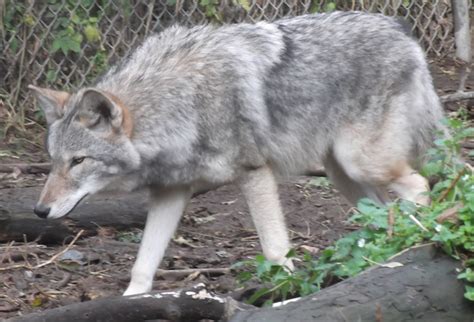 Meet The Coywolf A Coyote And Wolf Hybrid With A Growing Population