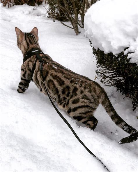 Renly The Snow Bengal Bengalcats