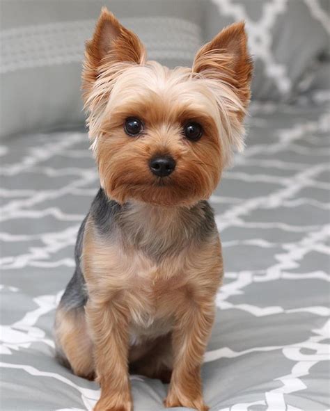 22 Yorkie Hairstyles For Females Hairstyle Catalog