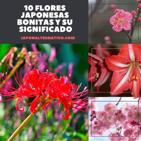 Las 10 Flores Japonesas Más Bonitas Y Su Significado ️