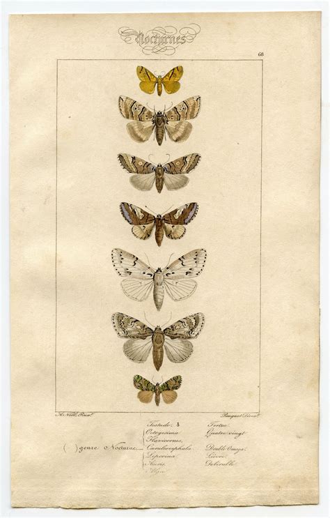 Free Antique Clip Art Natural History Moths The Graphics Fairy