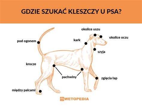 Kleszcz u psa objawy choroby jak wyciągnąć profilaktyka Wetopedia