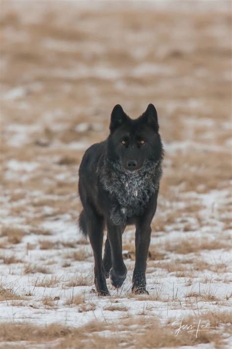 Black Wolf Named Casanova Yellowstone Wyoming Jess Lee Photography