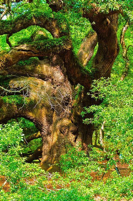 Magnificent Angel Oak By Louis Dallara Angel Oak Beautiful Tree Nature