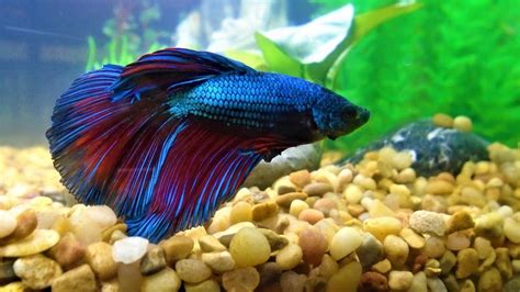 Petsmart Fish Return Policy What You Need To Know Best School News