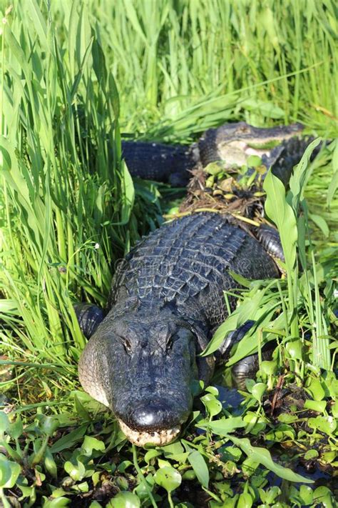 Alligator In Louisiana Swamp Usa Stock Photo Image Of Animals