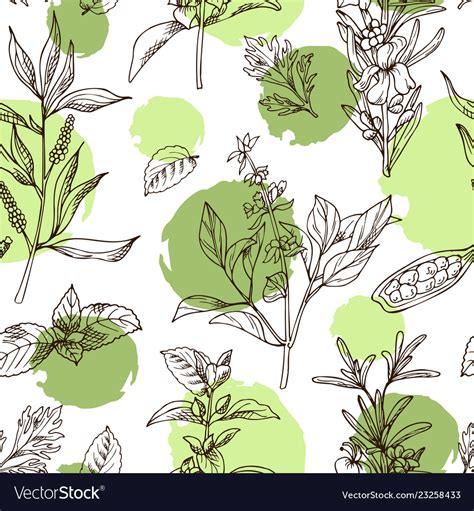 Hand Drawn Herbs And Spices Decorative Background Vector Image