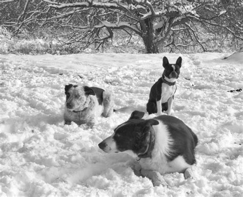 Snow Dogs Bedlam Farm