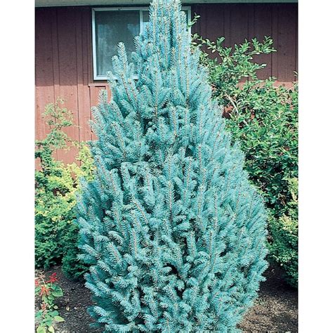 Shop 1909 Gallon Columnar Blue Spruce Feature Tree Lw02373 At