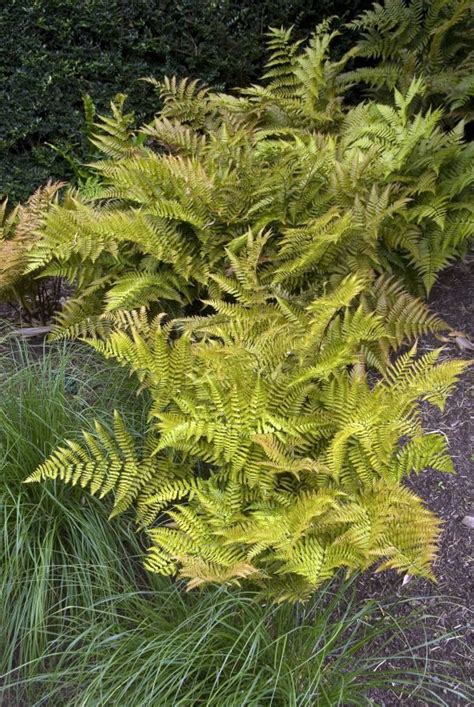 Evergreen Ferns Gardening From House To Home