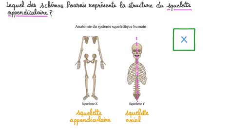 Apprentissage De L Anatomie Du Squelette Squelette Appendiculaire My Xxx Hot Girl