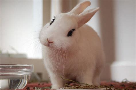 Blanc De Hotot Rabbit Facts Lifespan Behavior And Care Guide With