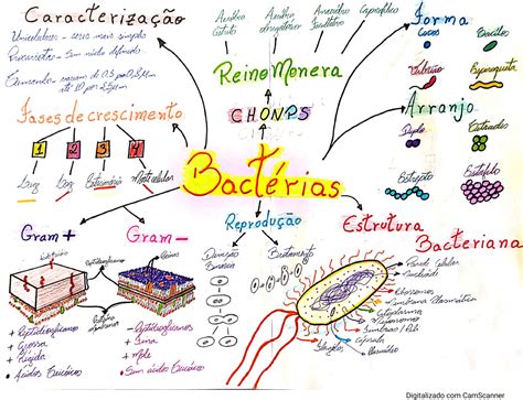 Top 95 Imagen Mapa Mental De Las Bacterias Viaterra Mx