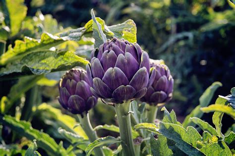 Growing And Caring For Artichoke Plants