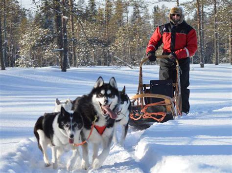 Compare Dog Sledding In Sweden Norway And Finland Nature Travels