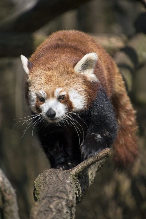 Red Panda Walking On The Tree In The Forest Stock Image Image Of