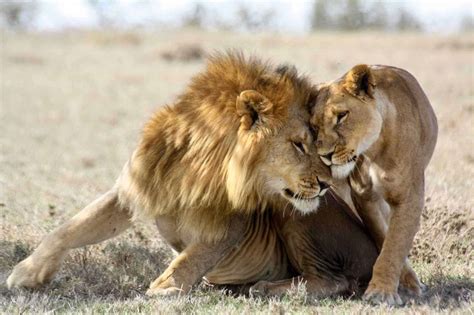 10 African Animals Youll See On A Kenyan Safari African Safari Tours