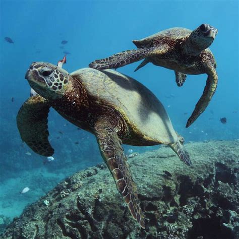 Two Green Sea Turtles Swimming In The Ocean