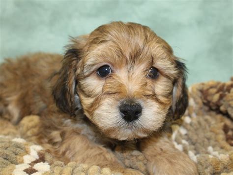 We are particularly in love with the yorkshire terrier, especially the parti color yorkie. Yorkie Chon-DOG-Male-BEIGE-2654589-Petland Rome