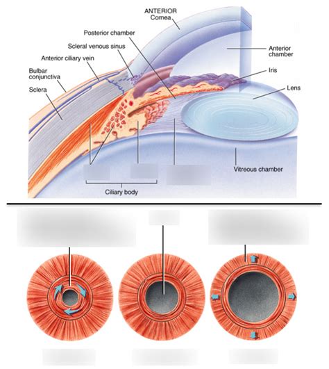 Ciliary Body And Iris Muscles Diagram Quizlet