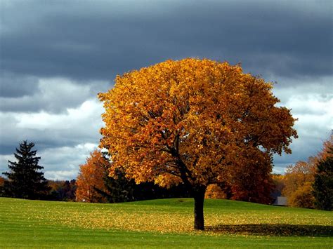 Beautiful Cool Tree Backgrounds Beautiful Lonely Tree Background For