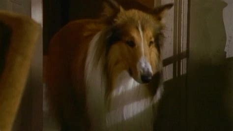 Watch The New Lassie Episode The Diary Of Sandy Frank