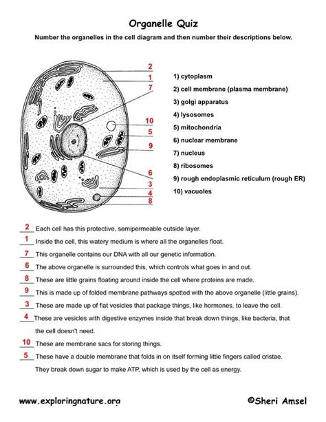 Responding to student answers probing questions on small whiteboard does an animal cell have cell wall? reviewing/ leading discussion regarding. LAB EXAM #1-organelle parts | Cells worksheet, Cell ...