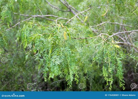 Texas Mesquite Stock Image Image Of Natural Southern 176458081