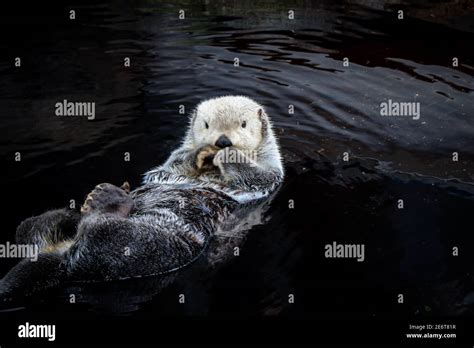 Sea Otter Floating In The Water Stock Photo Alamy