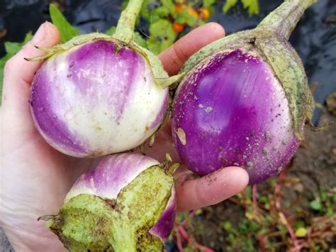 Eggplant ‘rosa Bianca Seeds Certified Organic Garden Hoard