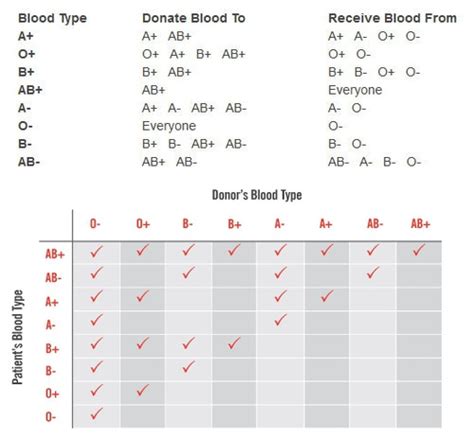 Blood Chapter 17 4 The ABO Blood Types And Rh System Are Based On