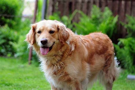 Golden Retriever Dog Breeds Facts Advice And Pictures