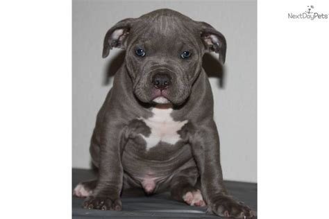 They always have hundreds of dogs, cats, puppies and kittens available. Meet KING TITAN a cute American Pit Bull Terrier puppy for sale for $1,000. KING TITAN MALE ...