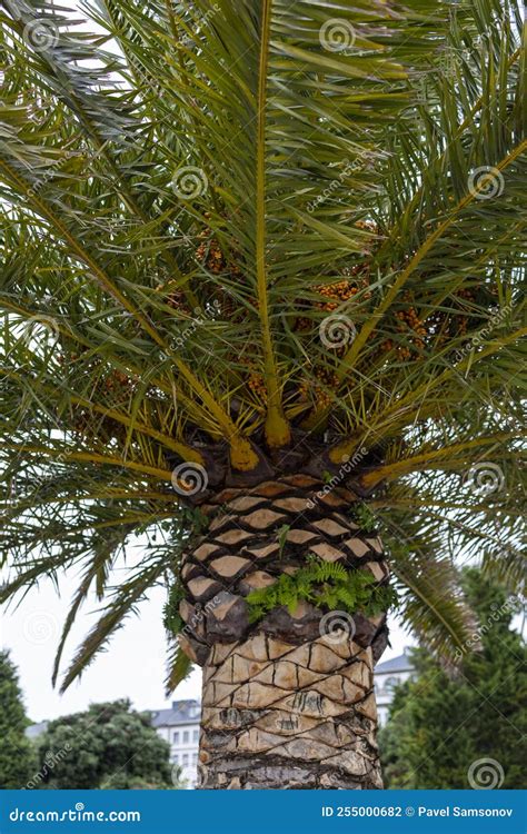 The Top Of A Palm Tree With Orange Berries Stock Photo Image Of