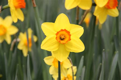 Fileyellow Daffodil 2009