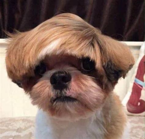 Heres 17 Dogs With Bad Haircuts And The 17 Things They Look Like Dog