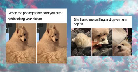 Wholesome Dog Memes Thatll Melt Your Heart Into A Puddle