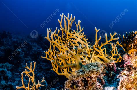Coral Reefs And Water Plants In The Red Sea Photo Background And